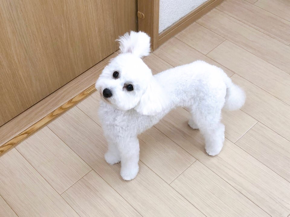 お客様（わんちゃん）のご紹介ですU^ェ^U