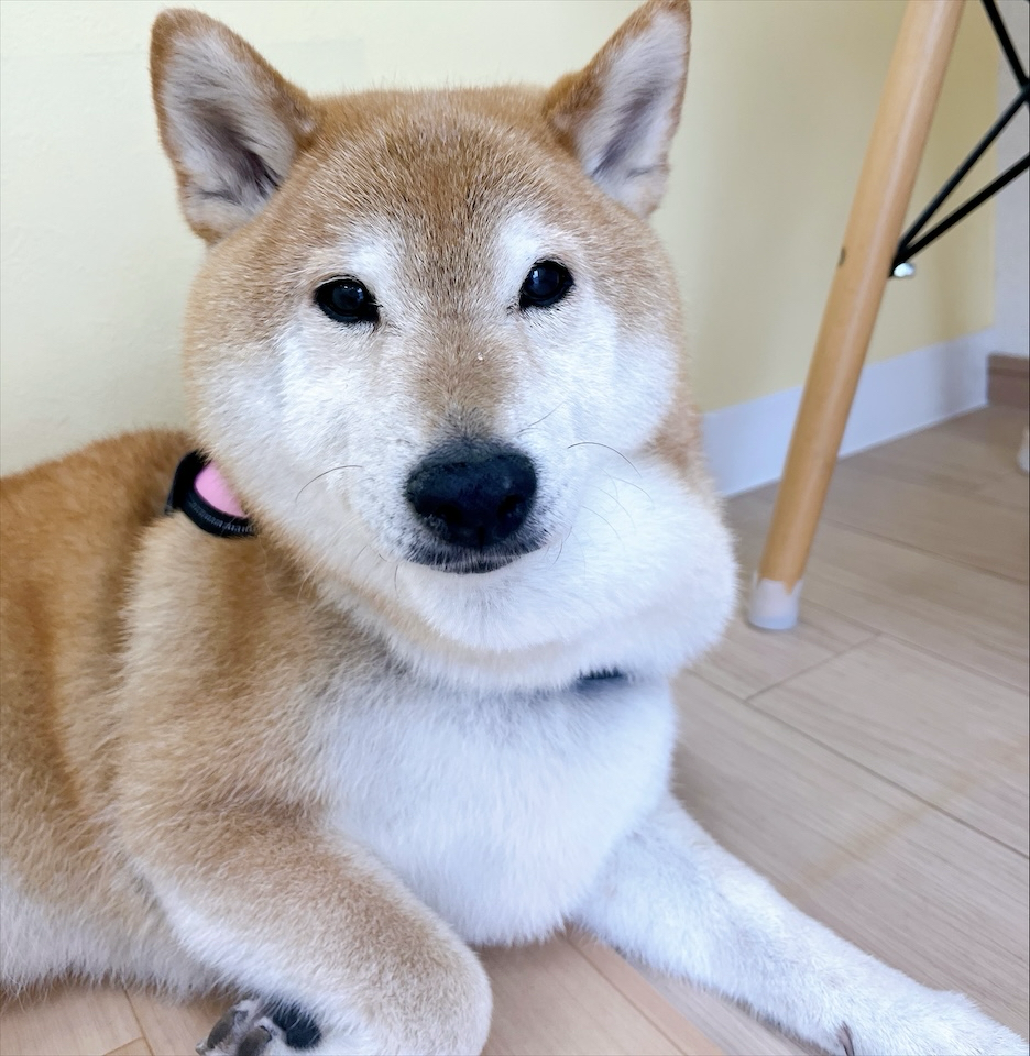 お客様（わんちゃん）のご紹介ですU^ェ^U