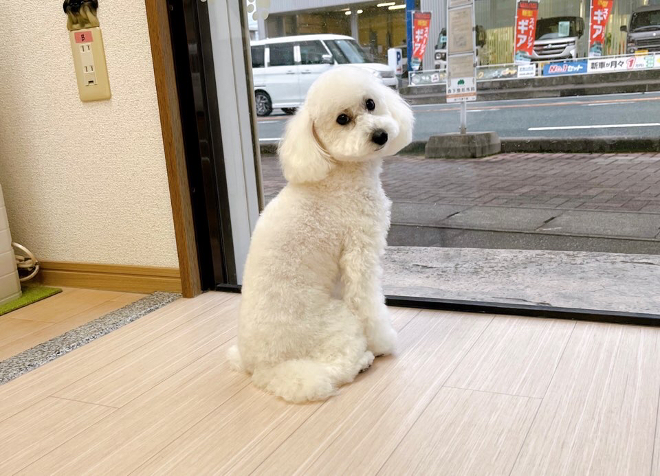 お客様（わんちゃん）のご紹介ですU^ェ^U