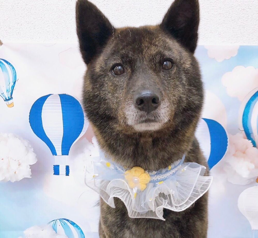 お客様（わんちゃん）のご紹介ですU^ェ^U