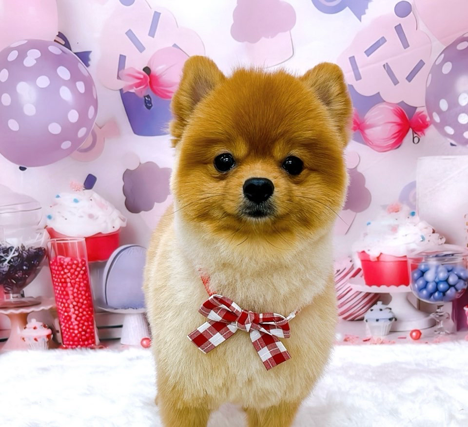 お客様（わんちゃん）のご紹介ですU^ェ^U