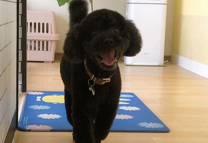 お客様（わんちゃん）のご紹介ですU^ェ^U