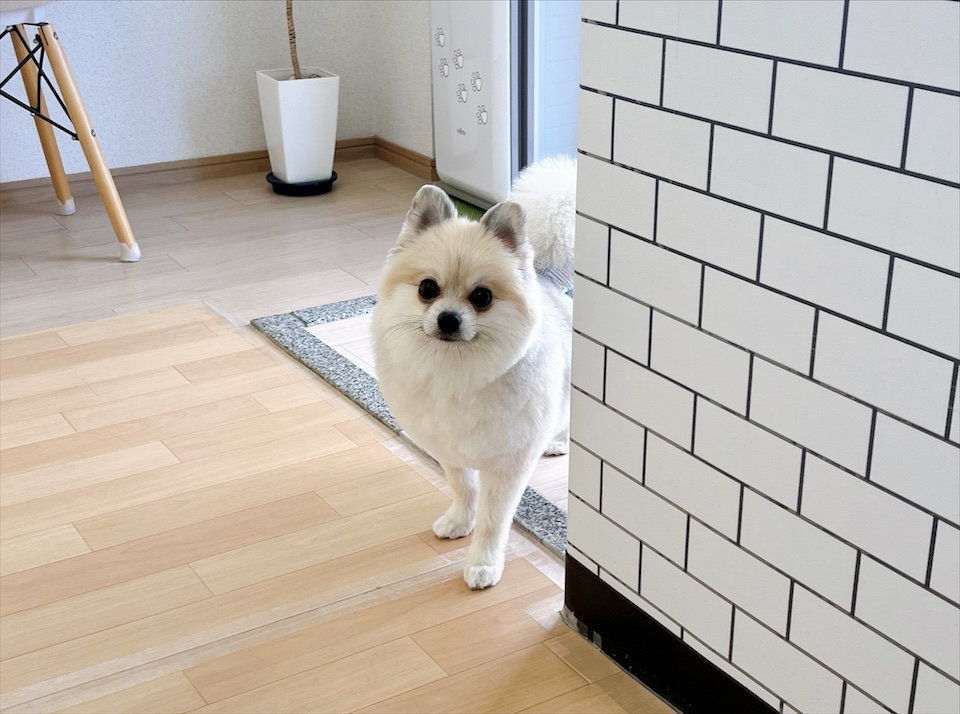 お客様（わんちゃん）のご紹介ですU^ェ^U
