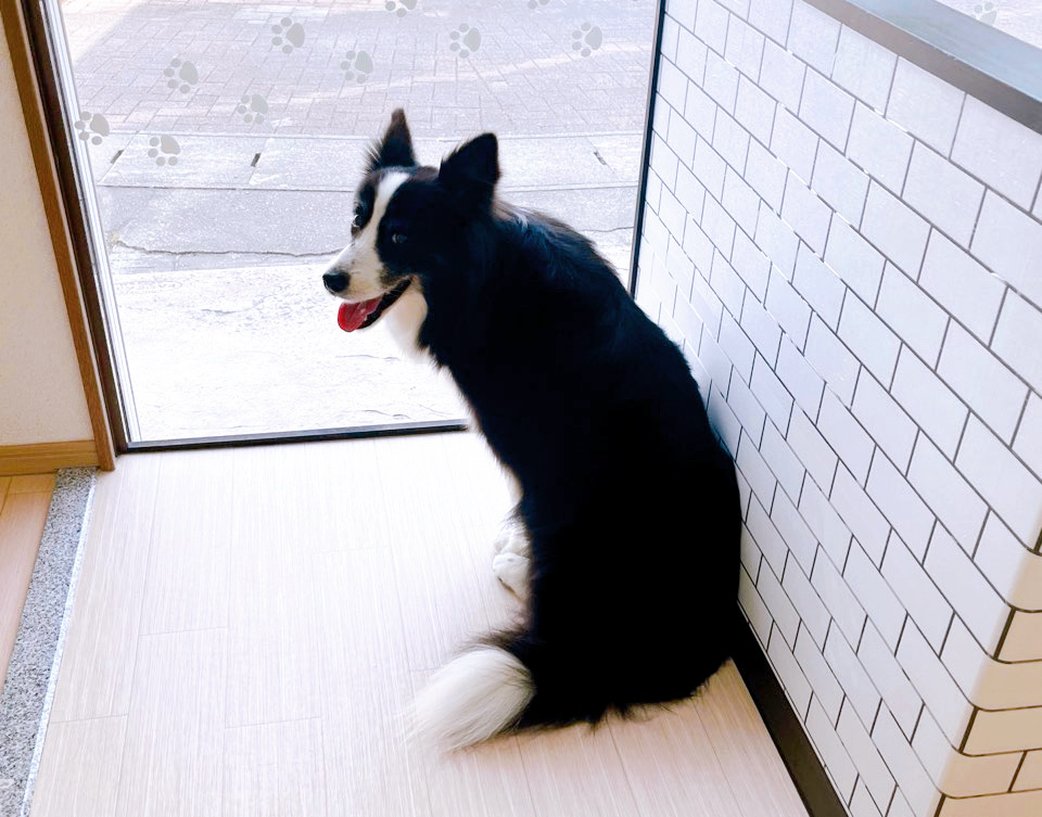 お客様（わんちゃん）のご紹介ですU^ェ^U