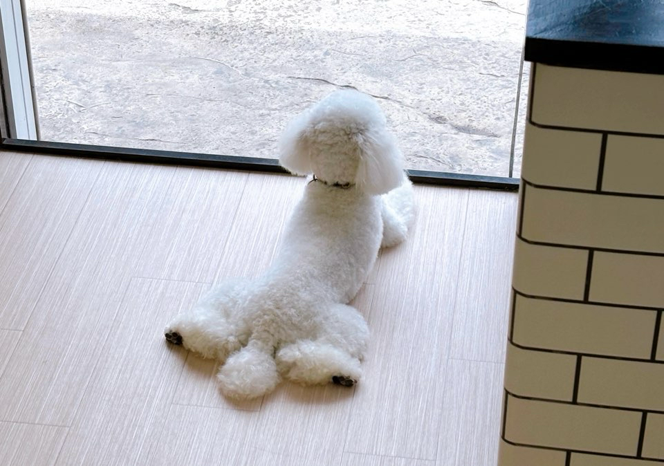 お客様（わんちゃん）のご紹介ですU^ェ^U