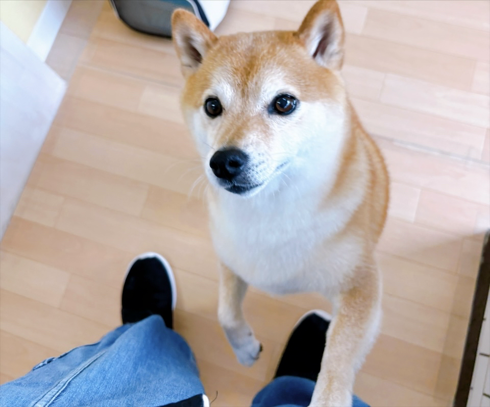 お客様（わんちゃん）のご紹介ですU^ェ^U