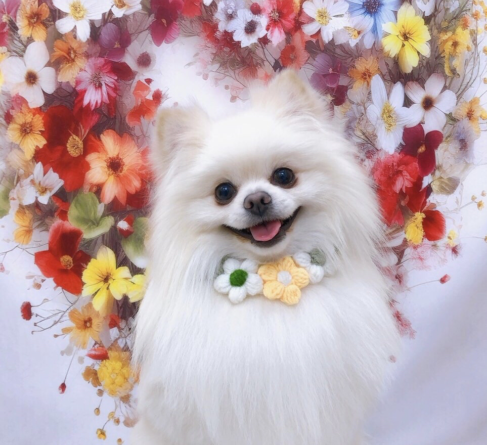 お客様（わんちゃん）のご紹介ですU^ェ^U