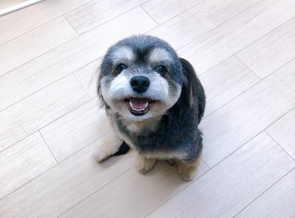 お客様（わんちゃん）のご紹介ですU^ェ^U