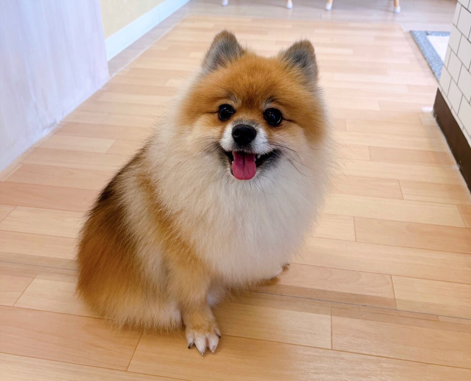 お客様（わんちゃん）のご紹介ですU^ェ^U