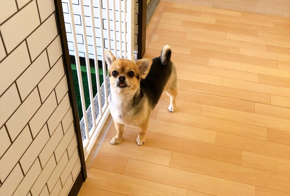 お客様（わんちゃん）のご紹介ですU^ェ^U