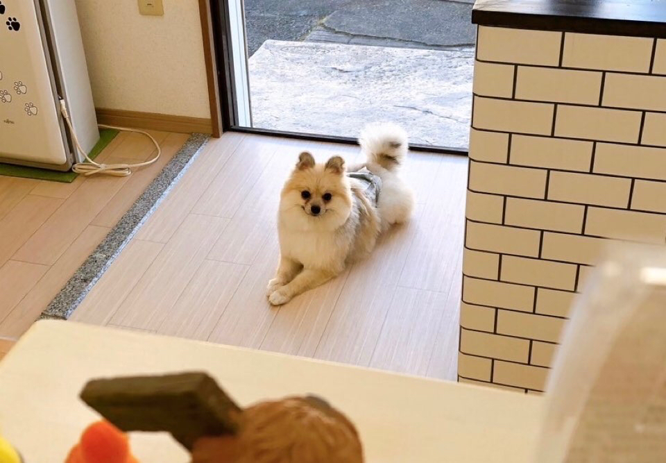 お客様（わんちゃん）のご紹介ですU^ェ^U