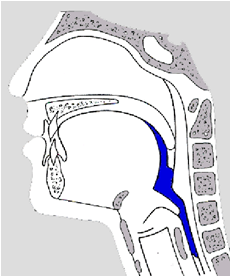 pharyngeale Phase, Bild: S.Ho