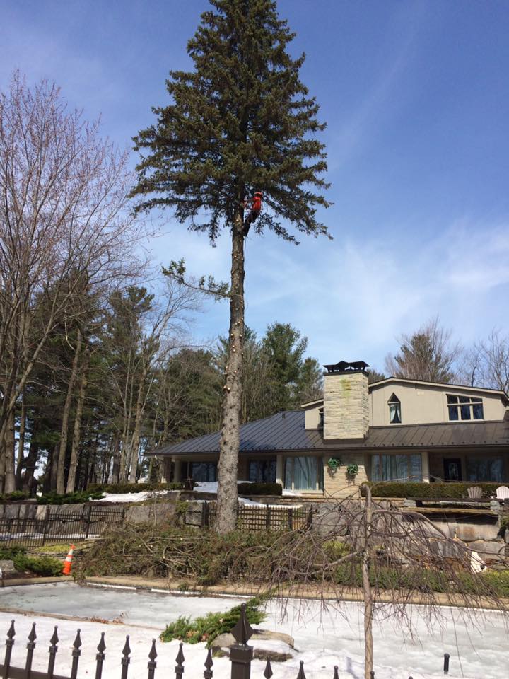 Services Forestiers Dans Les Laurentides Les Entreprises
