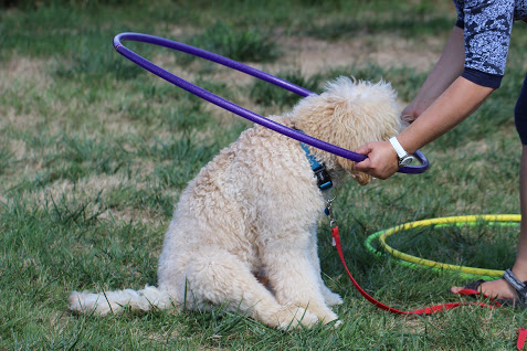 Hundeschule DreamTeam Jundhundekurs Sitz bleib
