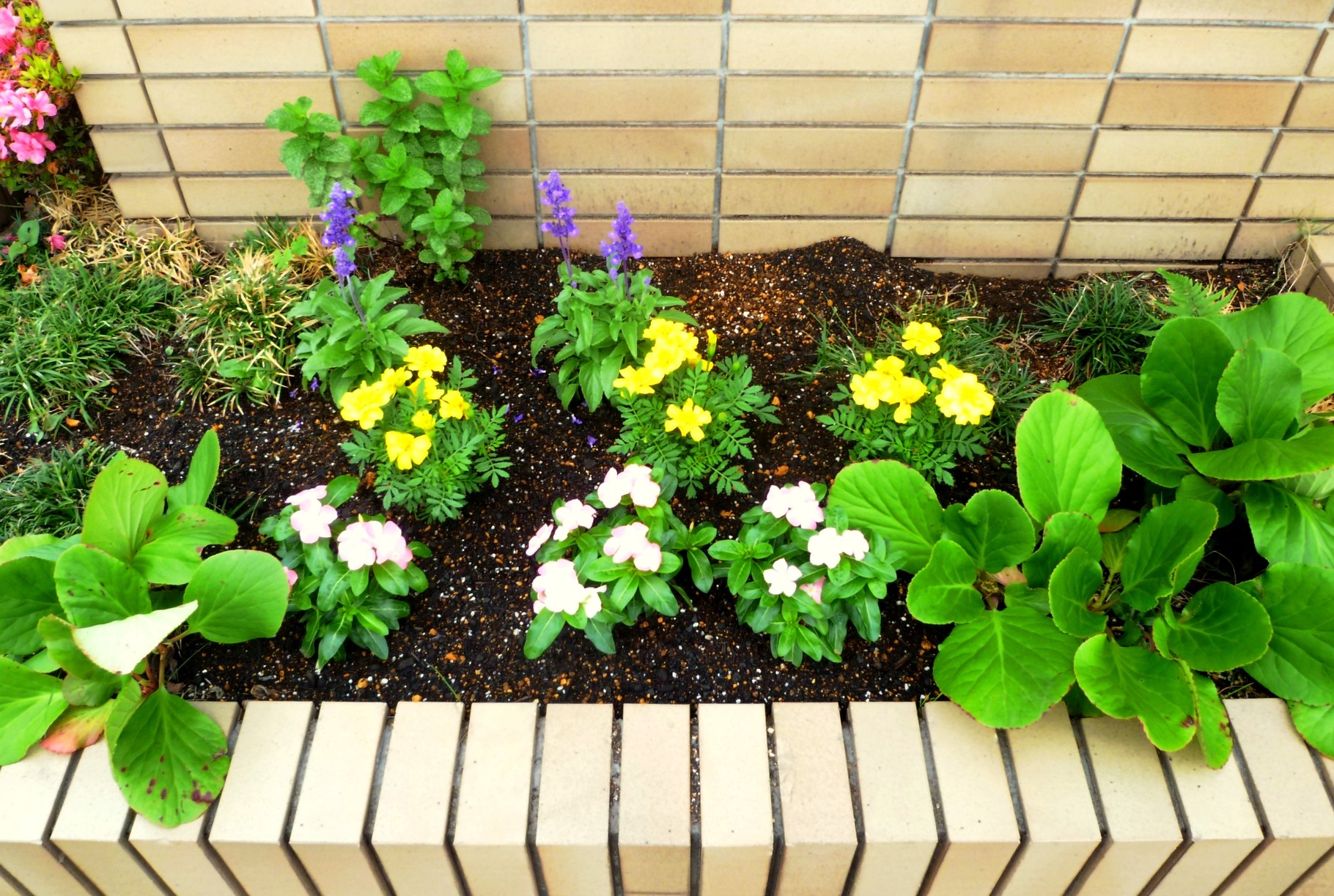 玄関横の花壇（6月前半頃）