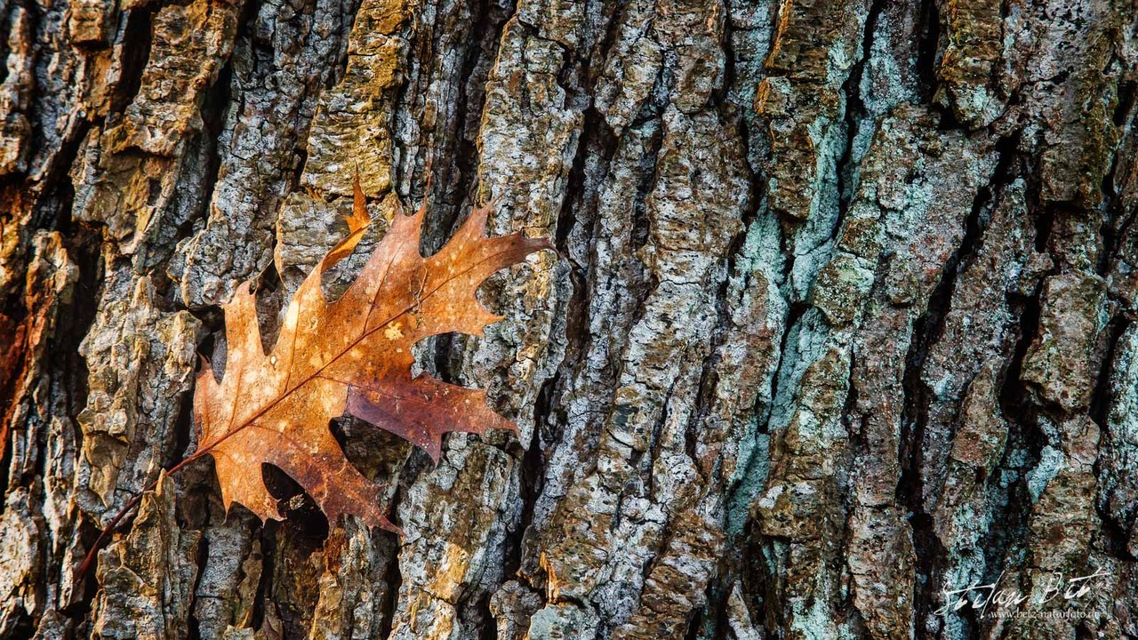 20 Qm Wald Stefan Betz Naturfotografie