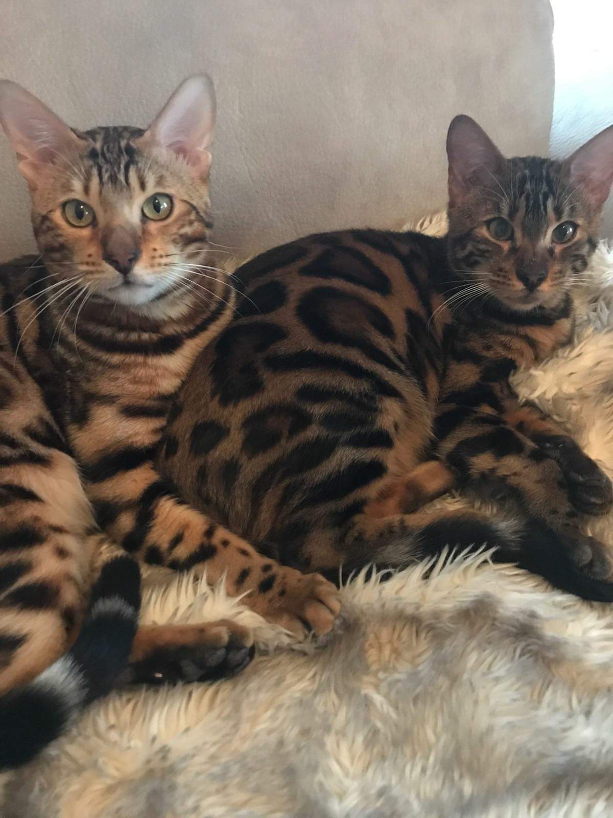 Alimentazione Grace Bengal Allevamento Amatoriale Del Gatto