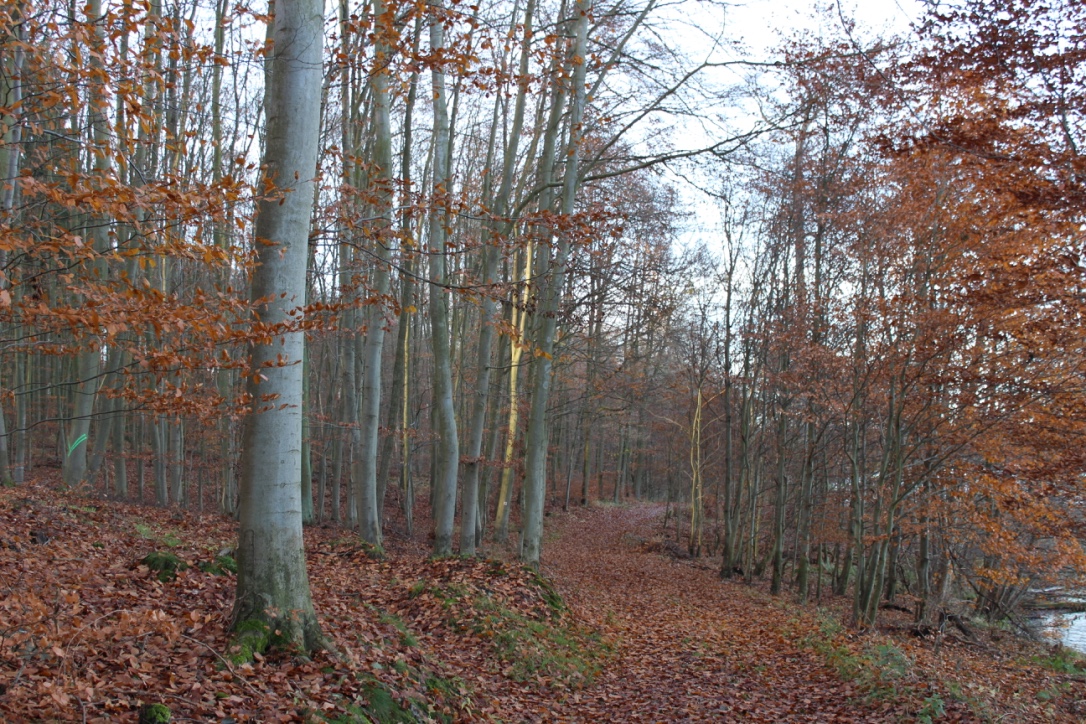 UNESCO Weltnaturerbe Buchenwälder