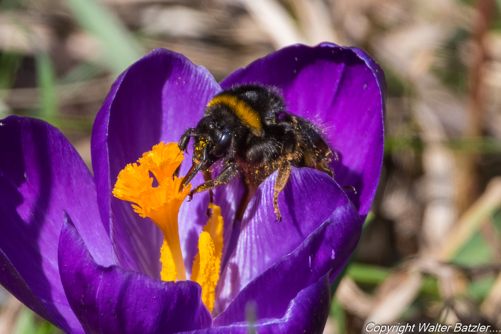 Zum Bericht: Der Frühling ist nicht mehr aufzuhalten