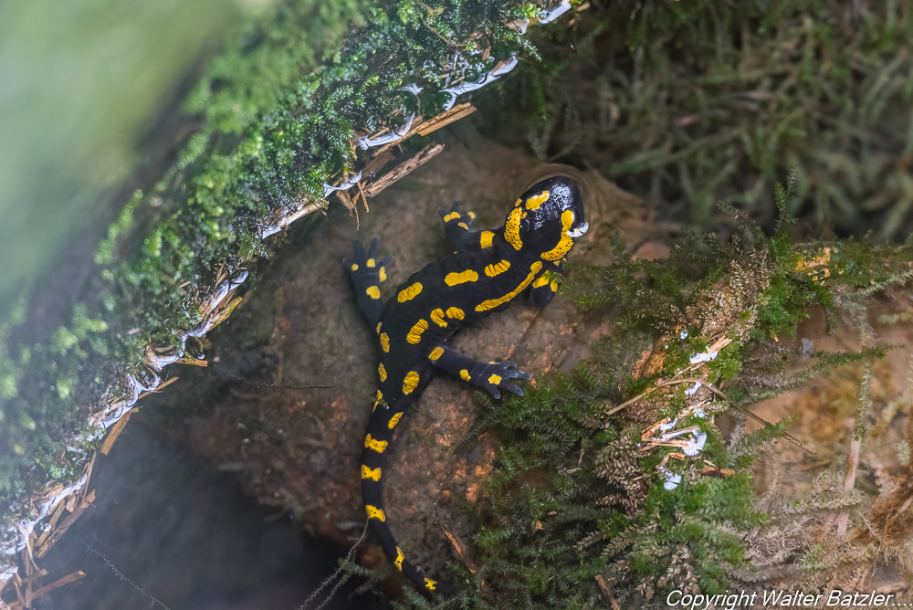 Feuersalamander - faszinierende Wesen