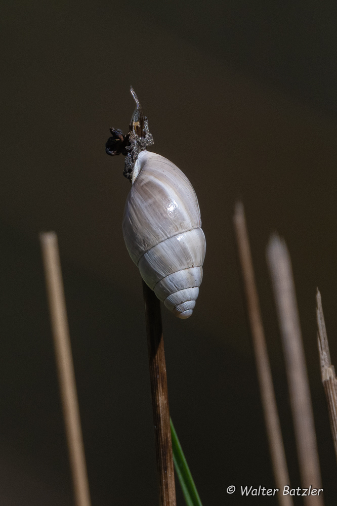 Weiße Turmschnecke Kraichtaler Natur