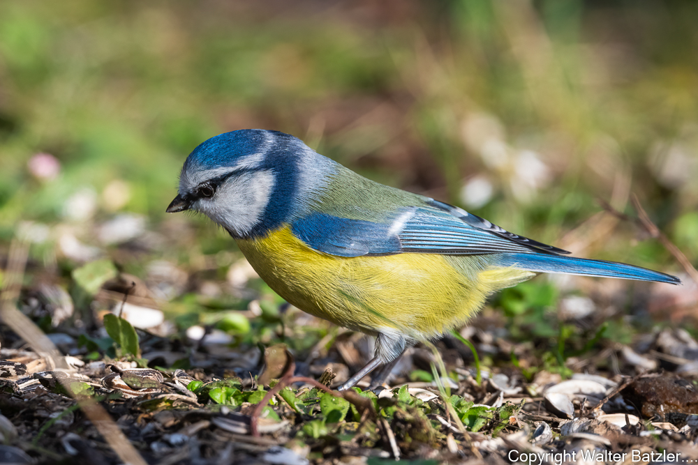 Zum Bericht: Stunde der Wintervögel