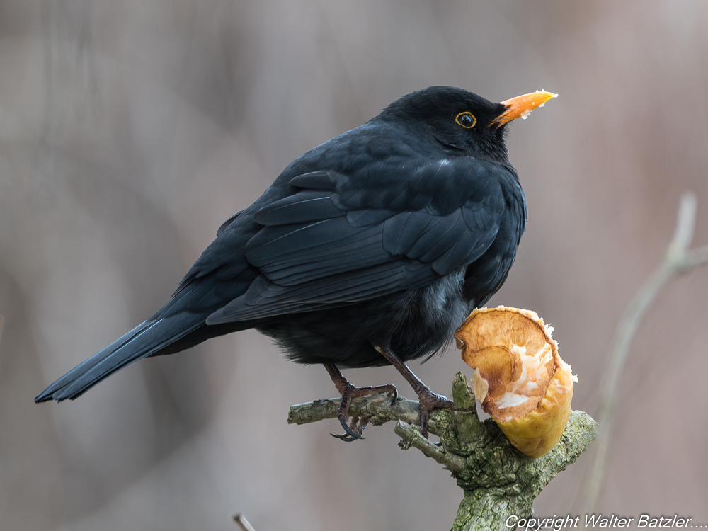 Zum Bericht: Was flattert da im Garten