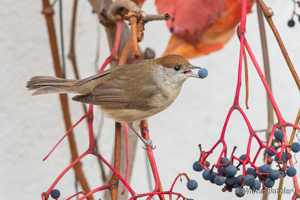 Zum Bericht: Es flattert wieder im Garten
