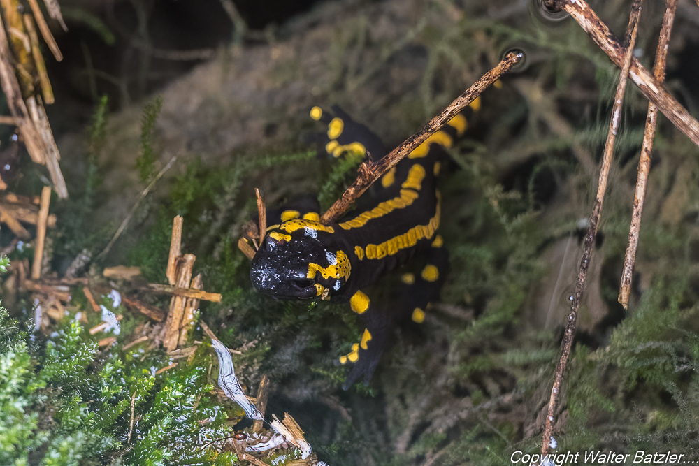 Zum Bericht: Feuersalamander