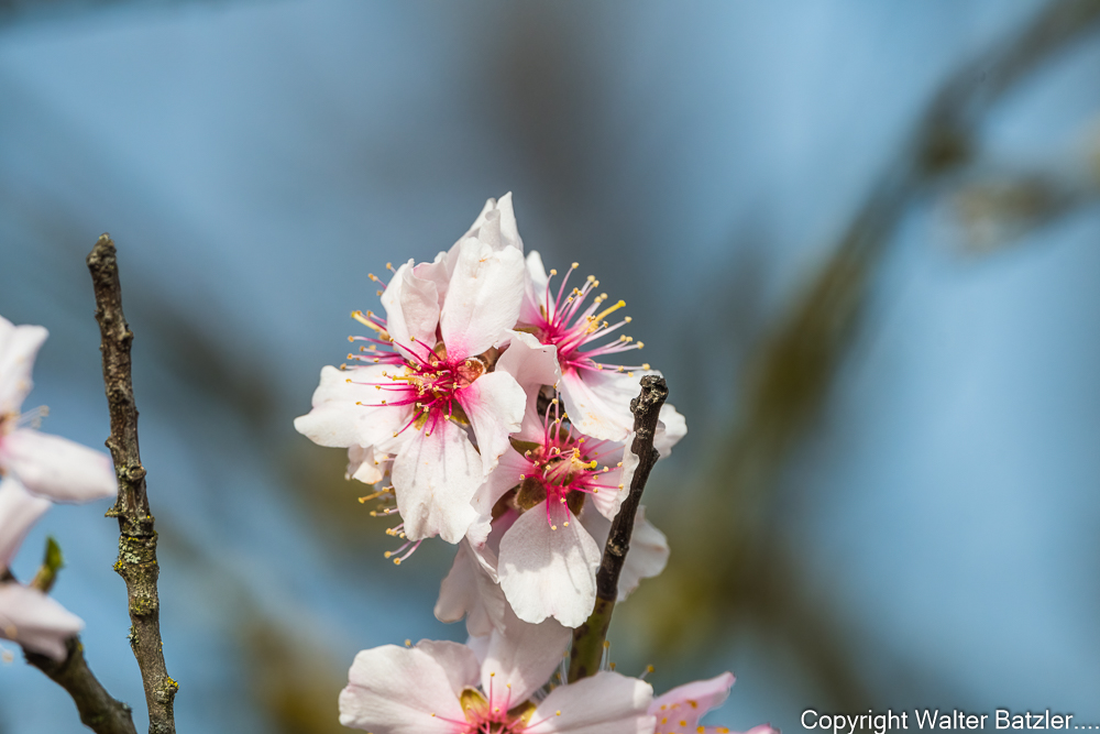 Mandelblüte in Kraichtal