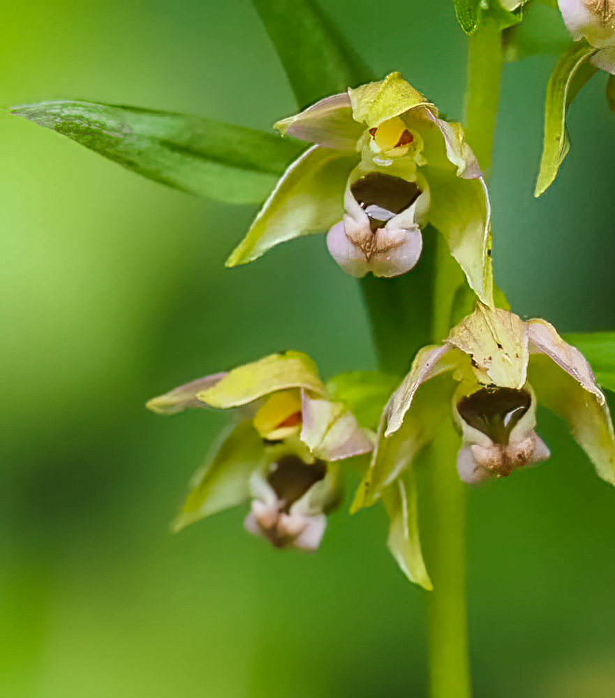 Zum Bericht: Kurzblättrige Stendelwurz: eine botanische Rarität