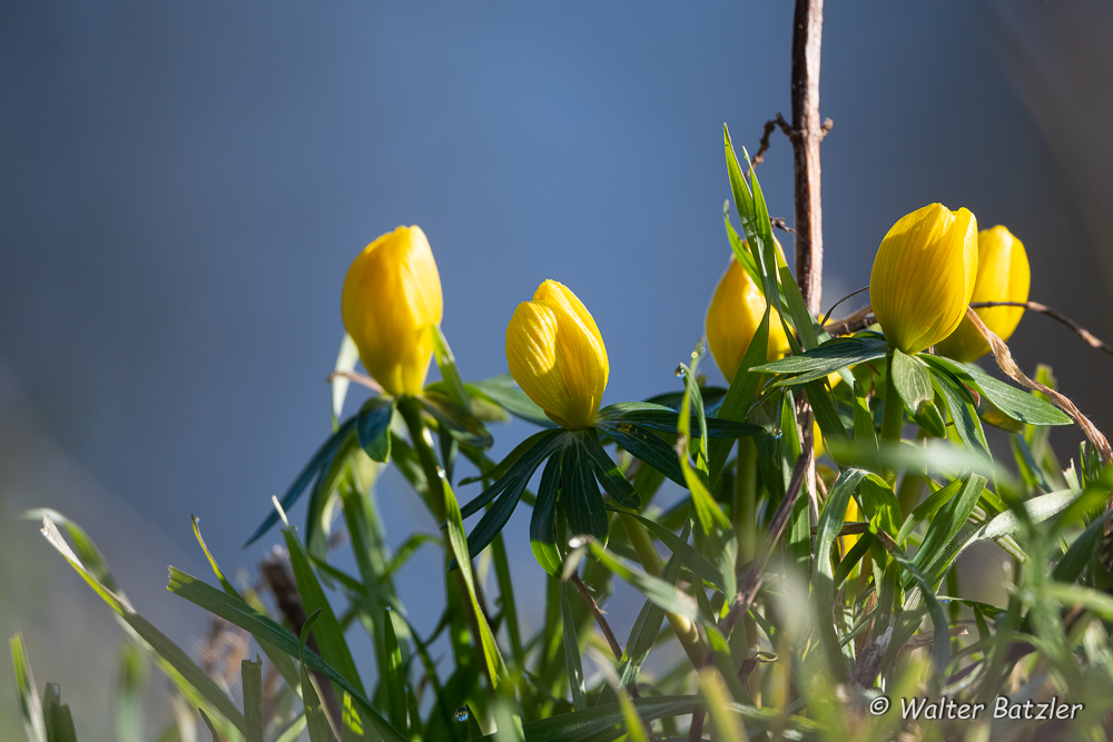 Zum Bericht: Frühlingsboten 