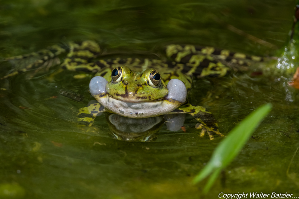 Frösche, Kröten und Unken