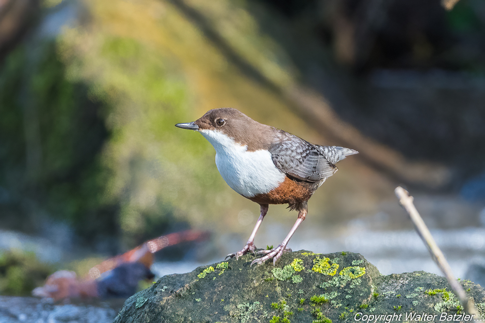 Zum Bericht: Neues von der Wasseramsel