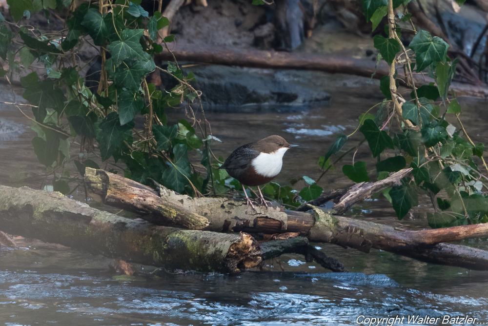 Zum Bericht: Die Wasseramsel