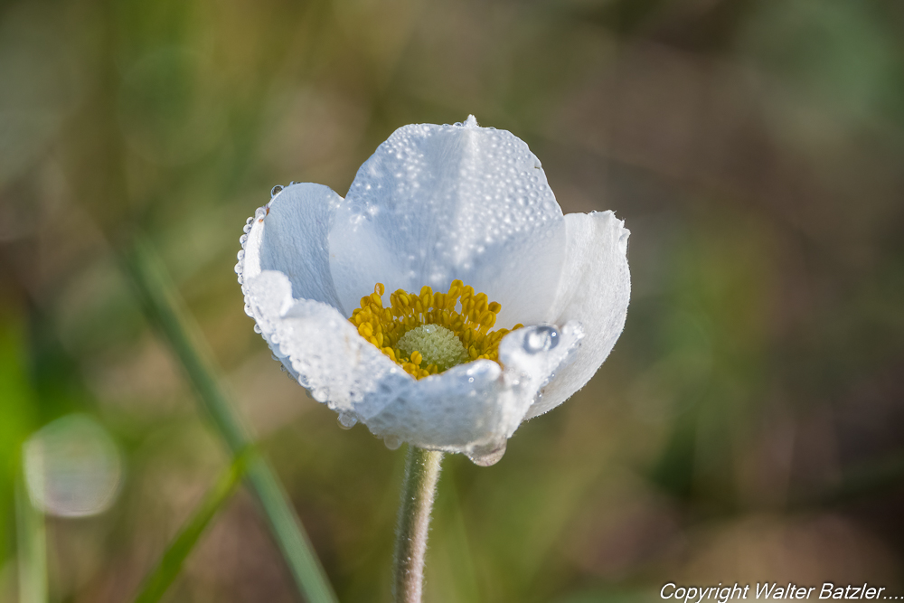 Zum Bericht: Die letzten Wildblumen des Jahres