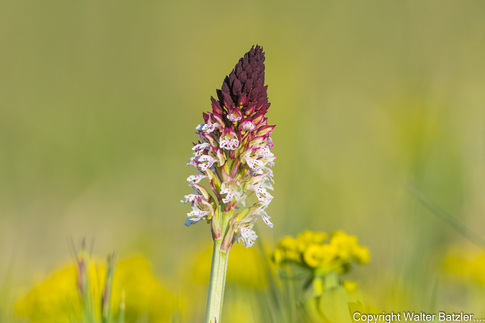 Die ersten Orchideen blühen wieder