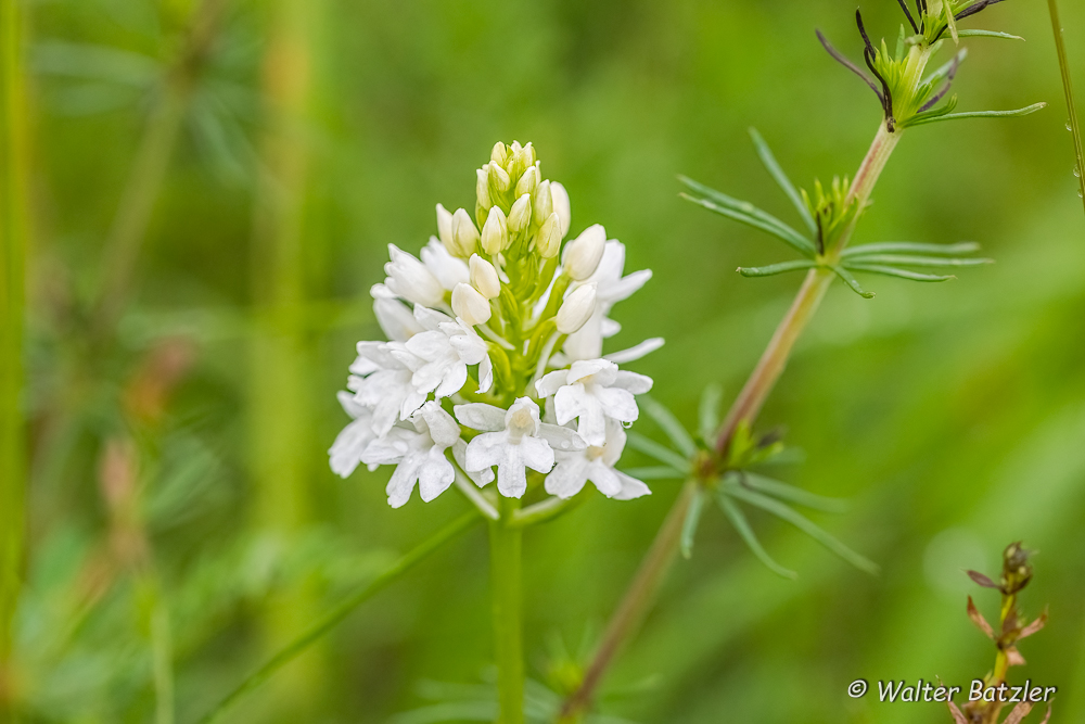 Zum Bericht: Eine sehr seltene Farbvariation - eine weiße Orchidee