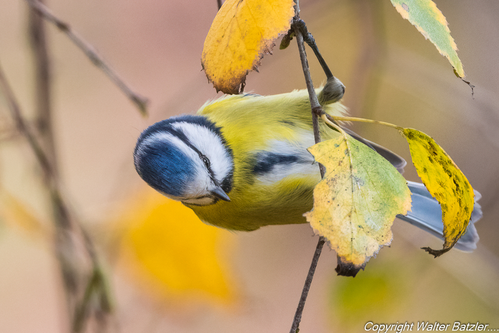 Zum Bericht: Gäste im Herbstgarten