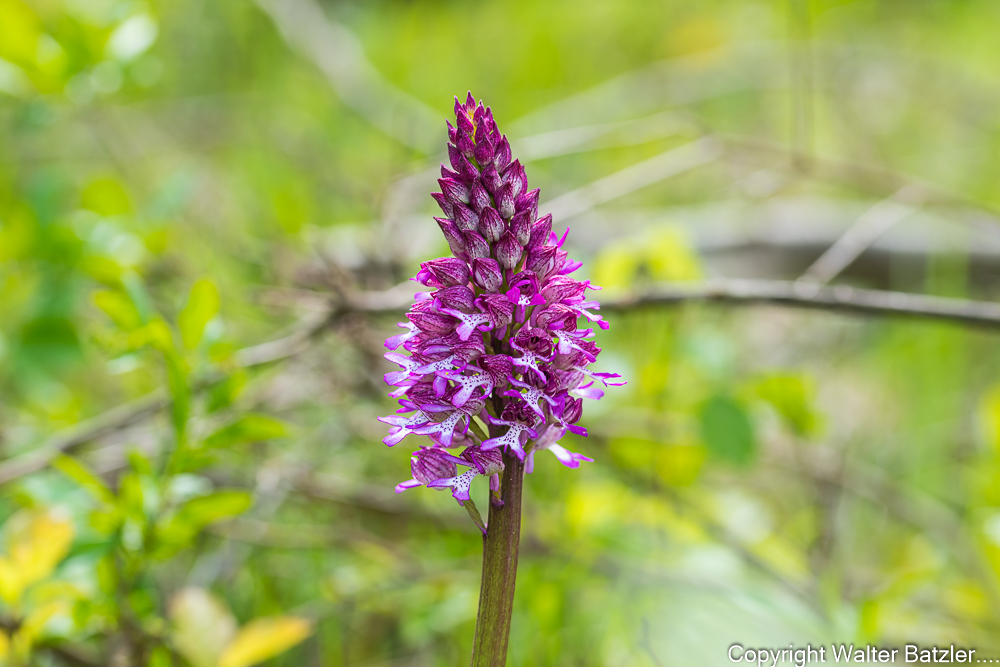 Zum Bereicht: Die ersten Orchideen blühen wieder