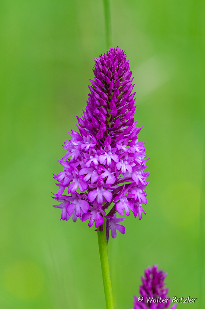 Zum Bericht: Orchideen in Kraichtal
