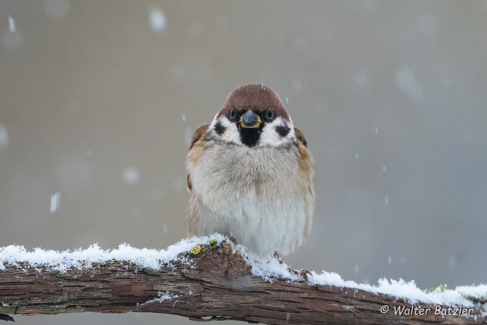 Zum Bericht: Wo sind in diesem Winter die ganzen Vögel?