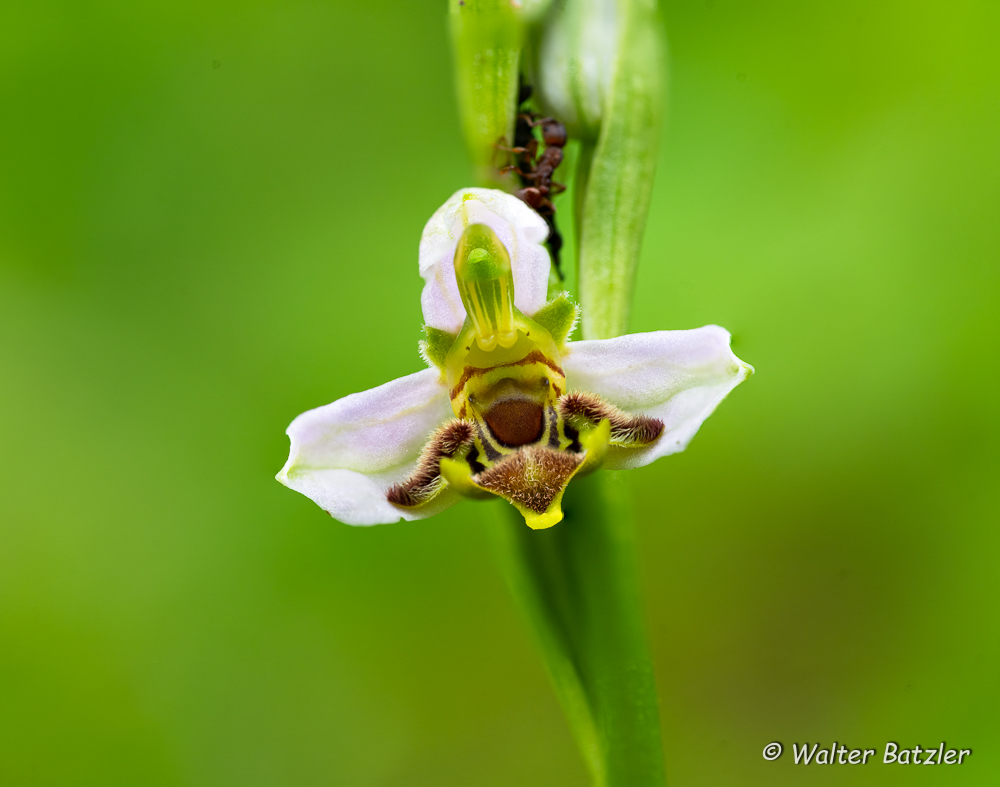 Orchideen in Kraichtal