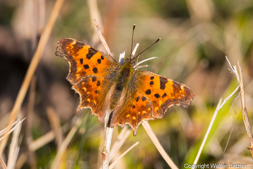 Die ersten Schmetterlinge fliegen wieder