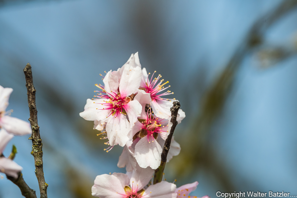 Zum Bericht: Mandelblüte in Kraichtal