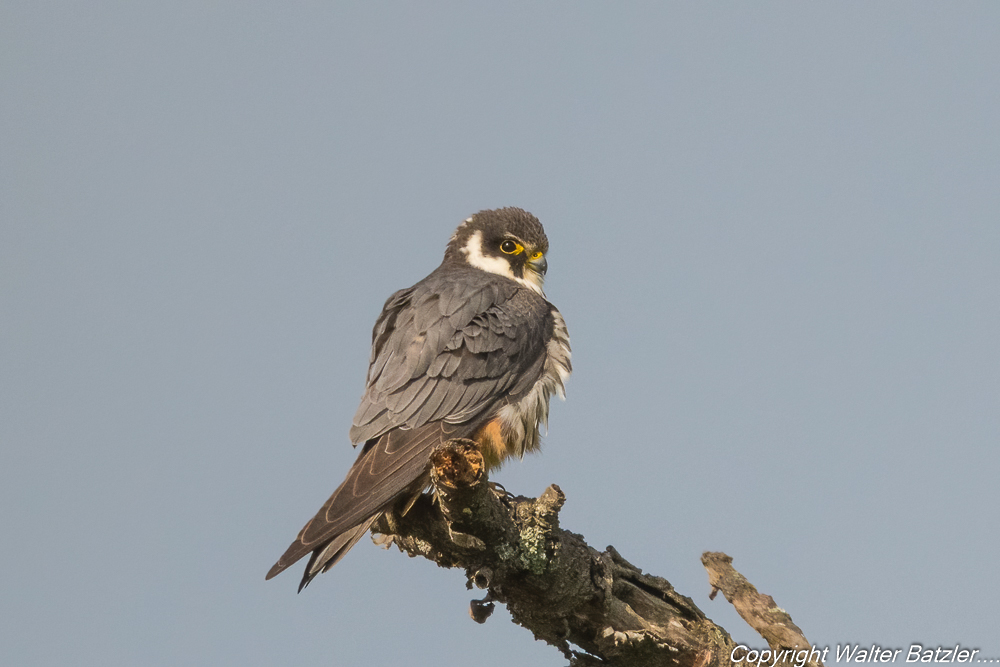 Der Baumfalke