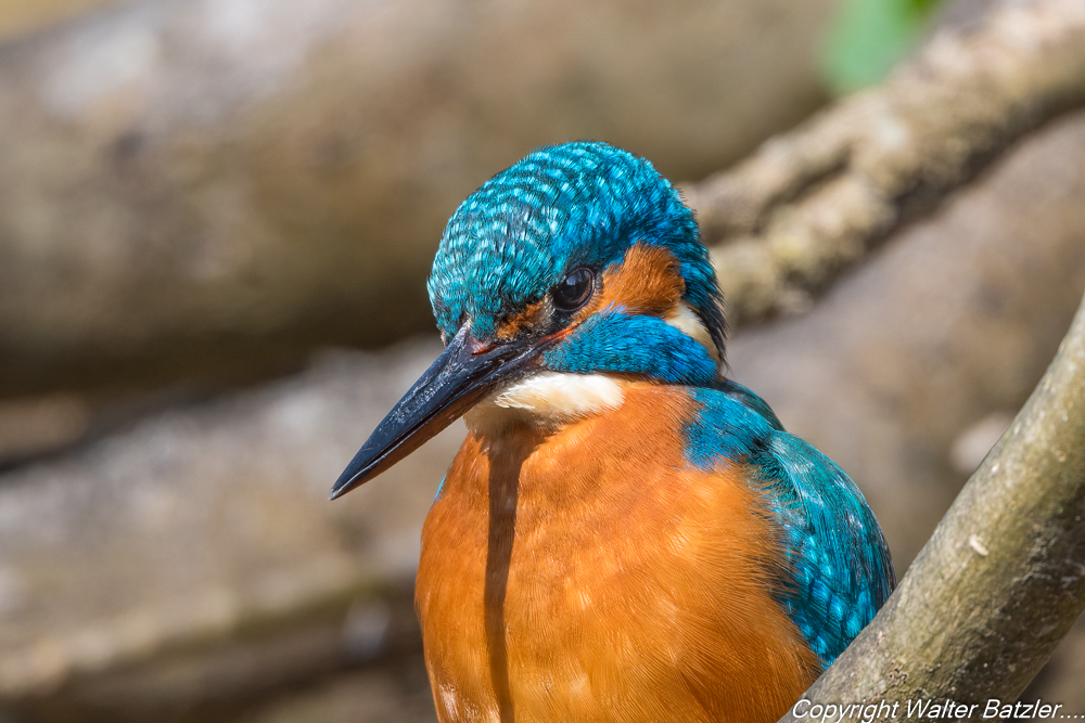 Zum Bericht: Eisvogel der fliegend Edelstein