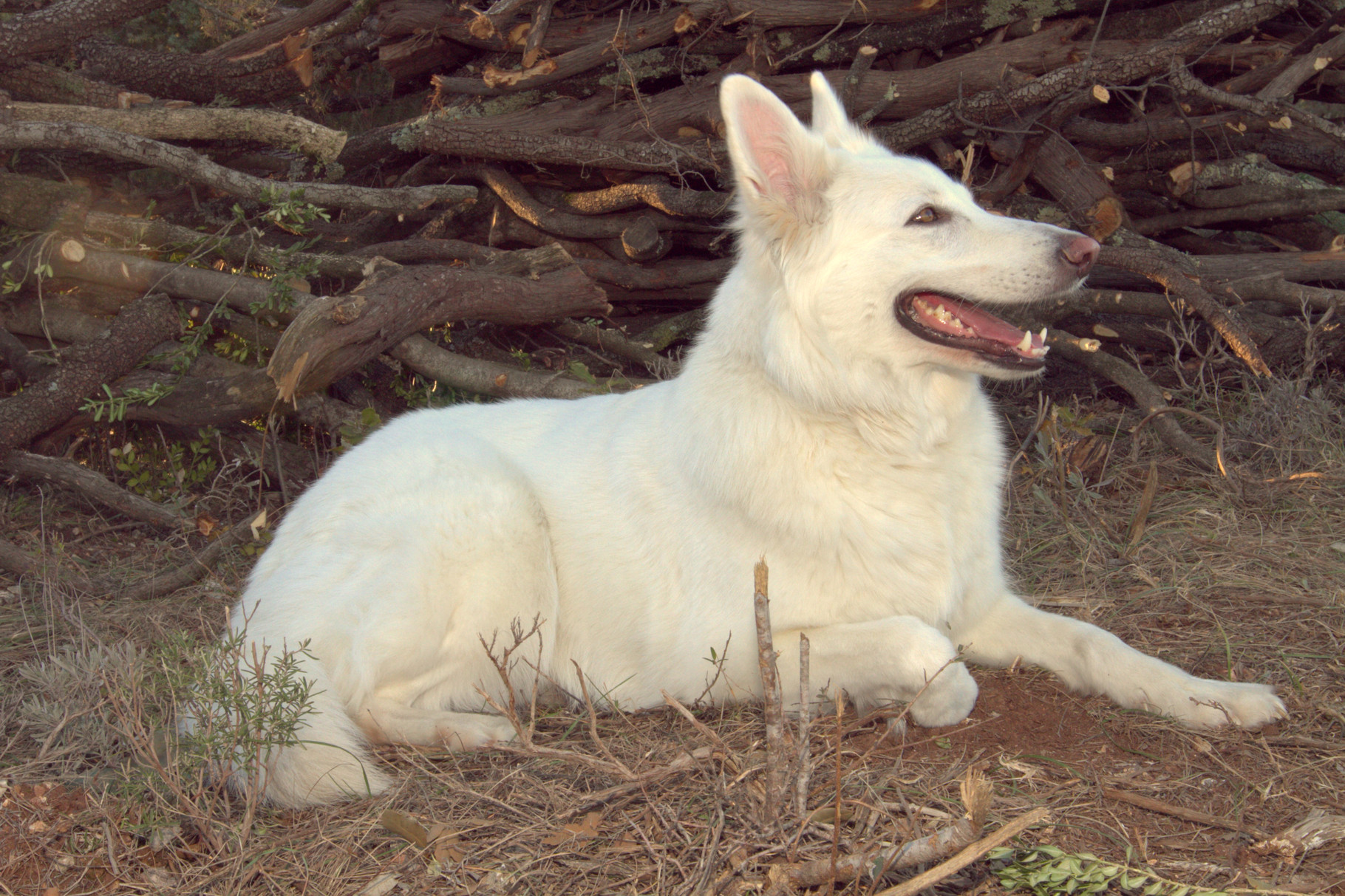 Pension Familiale Pour Animauxla Colo Boule De Poils