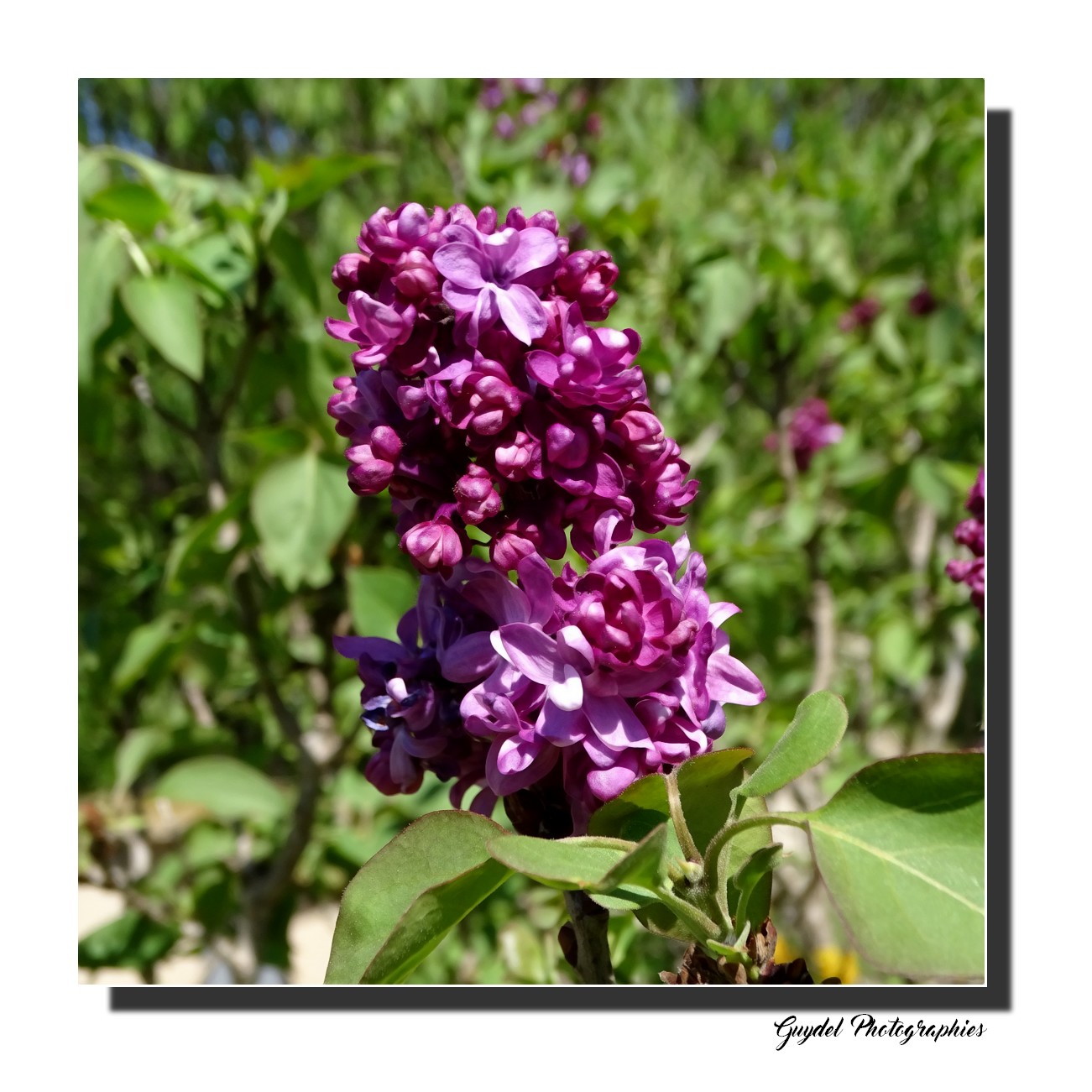 2 pieds groupés de ce Lilas "lie de vin" ... double et un peu plus tardif que les autres