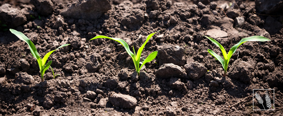 TGB Existenzgründung für landwirtschaftliche Kunden